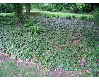 Large-leaved ivy for ground cover