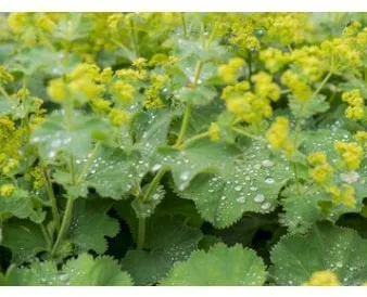 Soft Lady’s Mantle
