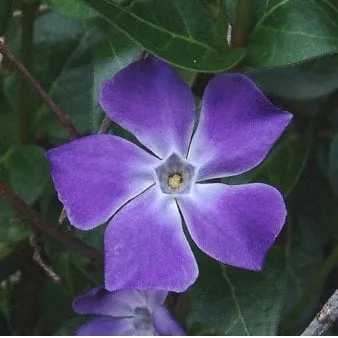 Large-leaved periwinkle